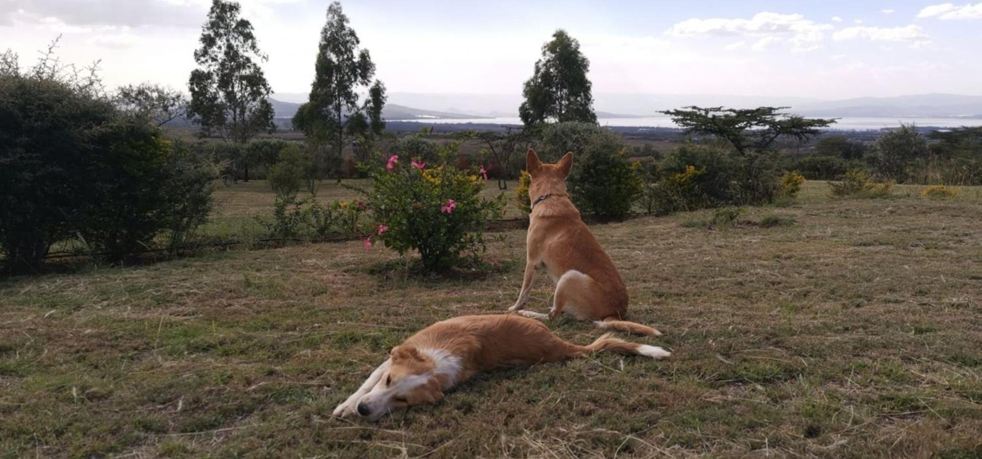 Homely Cottage Near Lake Naivasha, Elwai Visitor Centre Heni Village Esterno foto